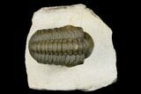 Detailed Reedops Trilobite - Atchana, Morocco #181269-1